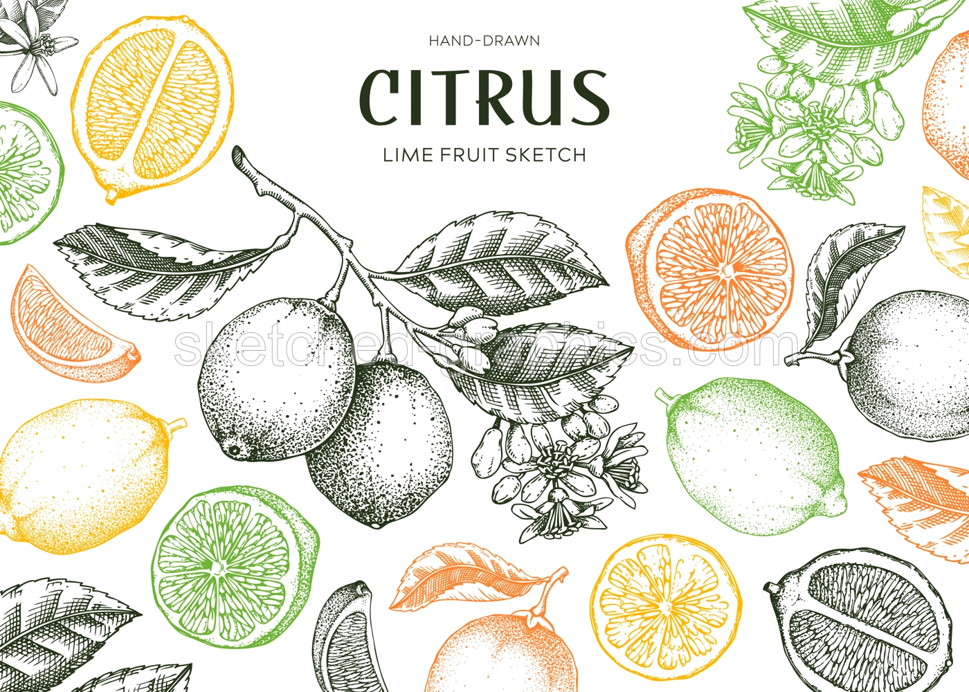 Lime fruit frame. Exotic plants design template. Citrus fruit sketches in color. Summer background. Hand drawn vector illustration. NOT AI generated Illustration